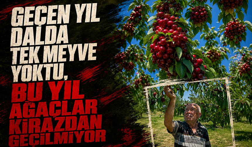 Geçen yıl don vuran bahçelerde üzüm salkımı gibi kiraz yetişti