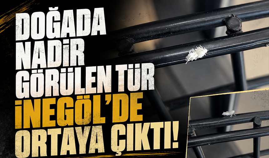 Doğada nadir görülen tür İnegöl'de ortaya çıktı!