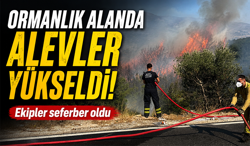 Bursa Orhangazi'de ormanlık alanda yangın çıktı