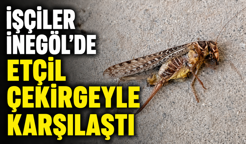 İşçiler İnegöl'de etçil çekirgeyle karşılaştı!