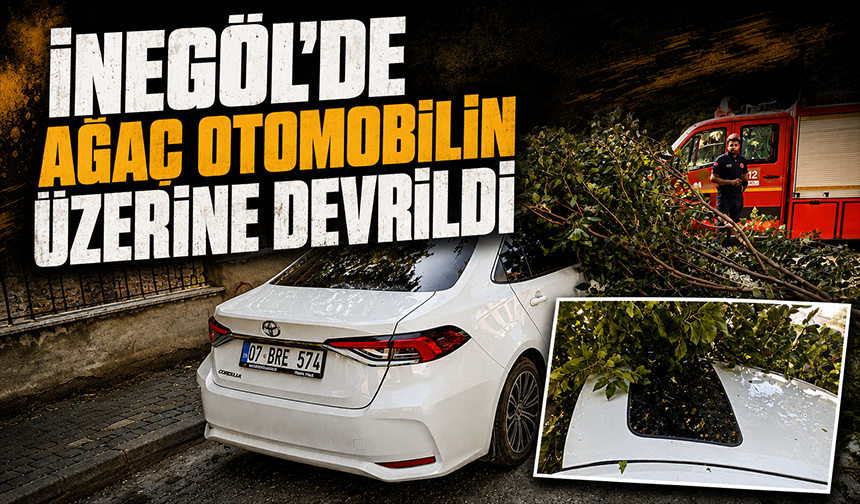 Bursa İnegöl'de ağaç otomobilin üzerine devrildi