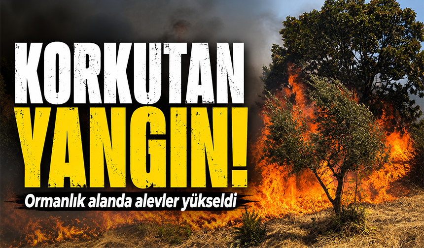 Bursa Gemlik'te orman yangını! Dumanlar gökyüzüne yükseldi
