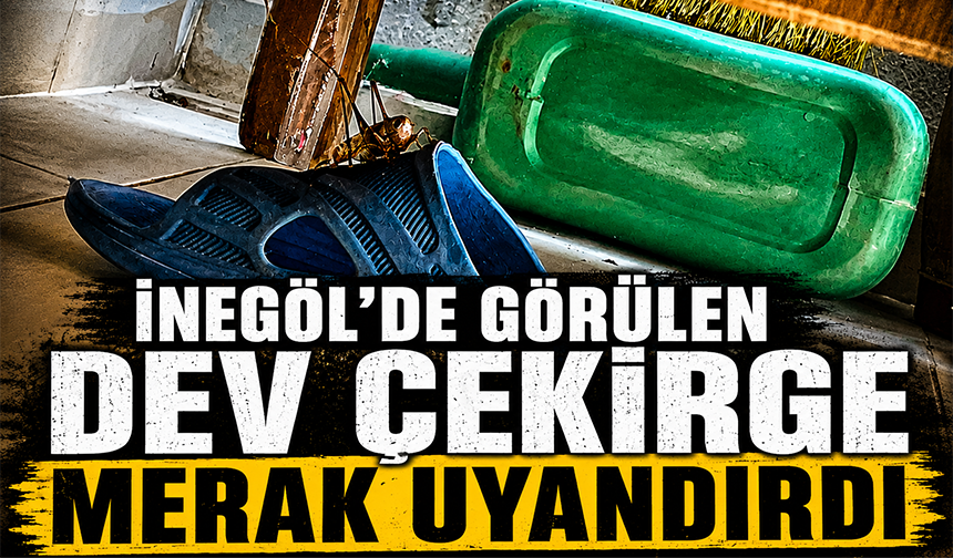 Bursa İnegöl'de görülen dev çekirge merak uyandırdı