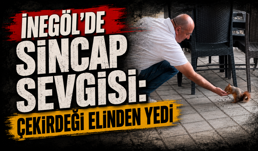İnegöl’de sincap sevgisi: Çekirdeği elinden yedi