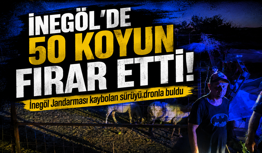 İnegöl'de 50 koyun firar etti! İnegöl Jandarması kaybolan sürüyü dronla buldu