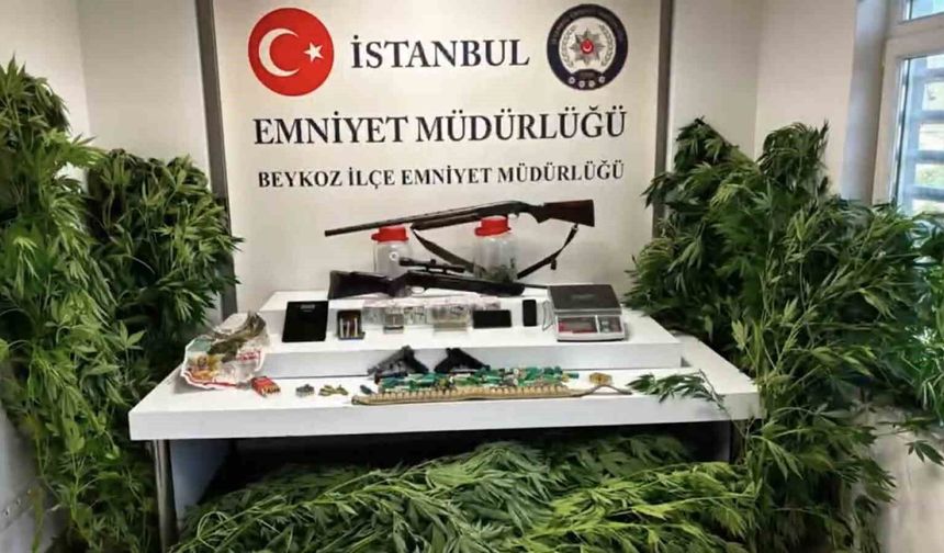 Beykoz'da uyuşturucu operasyonu: 117 kök hint keneviri ve çok sayıda silah ele geçirildi