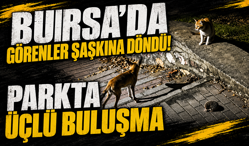 Bursa Kestel'de tilki, kedi ve kirpi buluşması kamerada