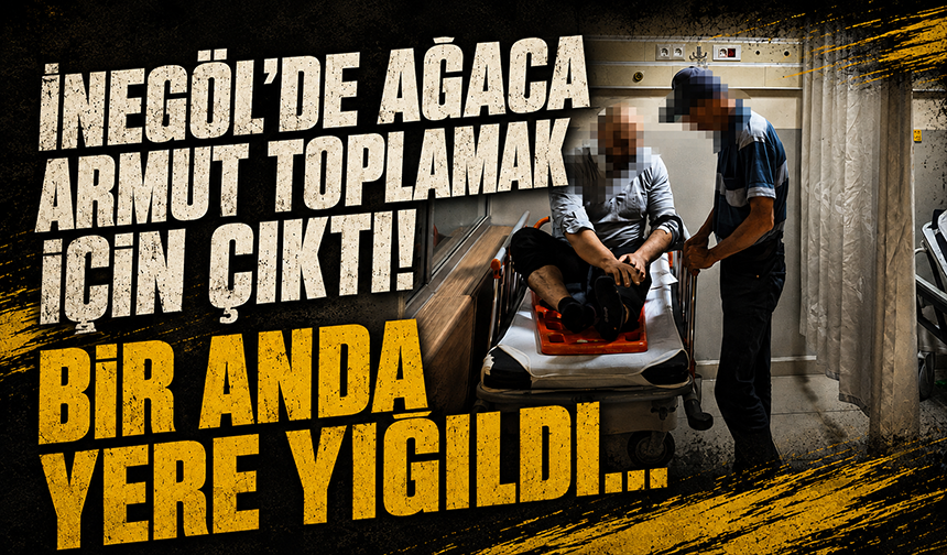 Bursa İnegöl'de ağaca armut toplamak için çıktı! Bir anda yere yığıldı...