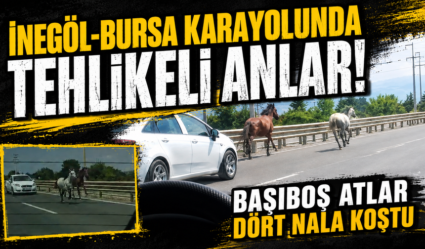 İnegöl-Bursa karayolunda tehlikeli anlar! Başıboş atlar dört nala koştu