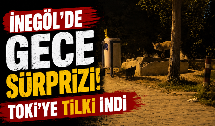 Bursa İnegöl'de TOKİ'ye tilki indi!