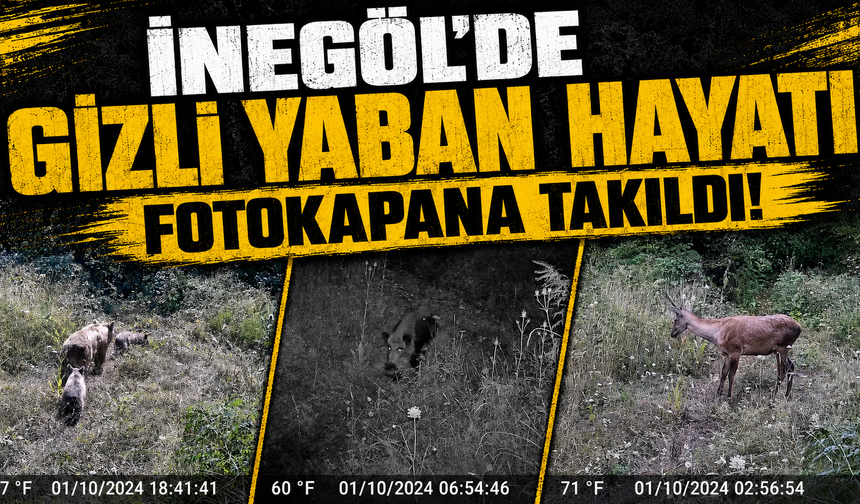 Bursa İnegöl’de gizli yaban hayatı fotokapana takıldı!