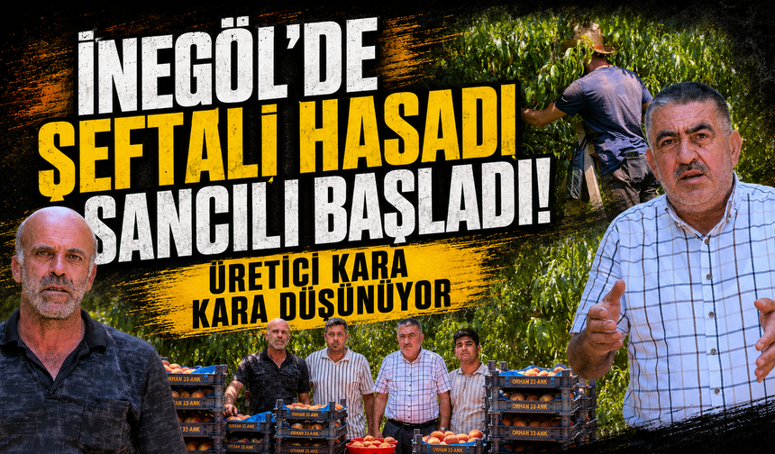 Bursa İnegöl’de şeftali hasadı sancılı başladı! Üretici kara kara düşünüyor