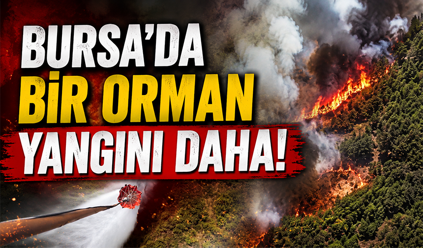 Bursa'da bir orman yangını daha