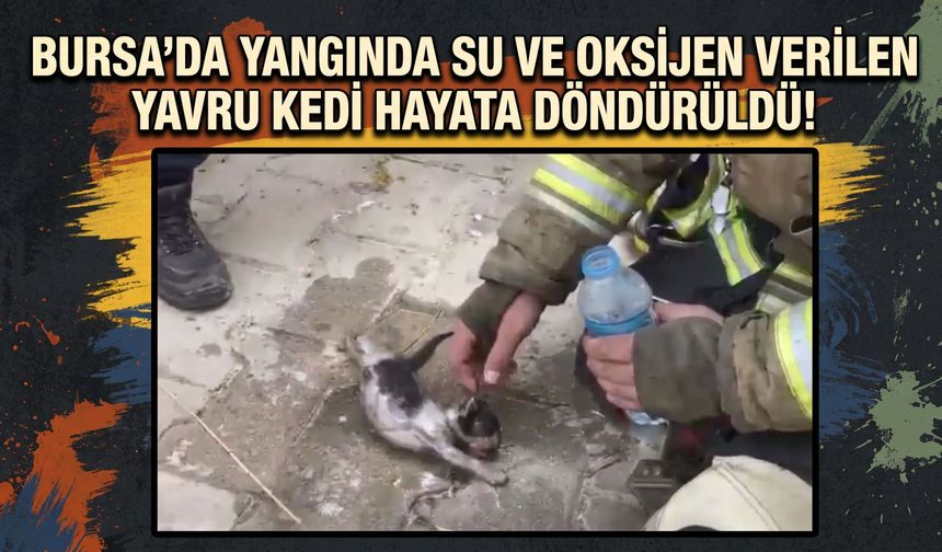 Bursa Osmangazi'de yangında su ve oksijen verilen yavru kedi hayata döndürüldü!