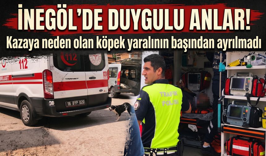 İnegöl'de duygulu anlar! Kazaya neden olan köpek yaralının başından ayrılmadı
