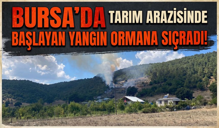Bursa'da tarım arazisinde başlayan yangın ormana sıçradı!