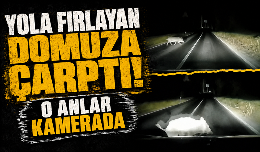 Bursa Orhangazi'de otomobil domuza çarptı; çarpma anı araç kamerasında