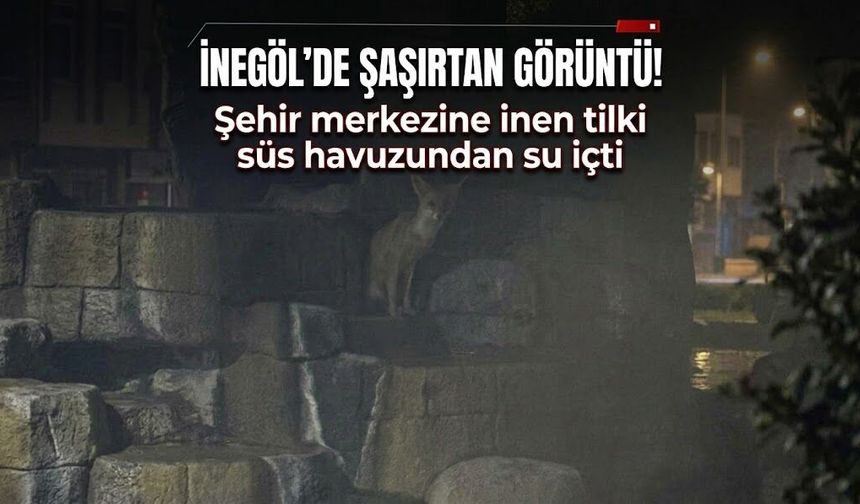 İnegöl’de şaşırtan görüntü! Şehir merkezine inen tilki süs havuzundan su içti