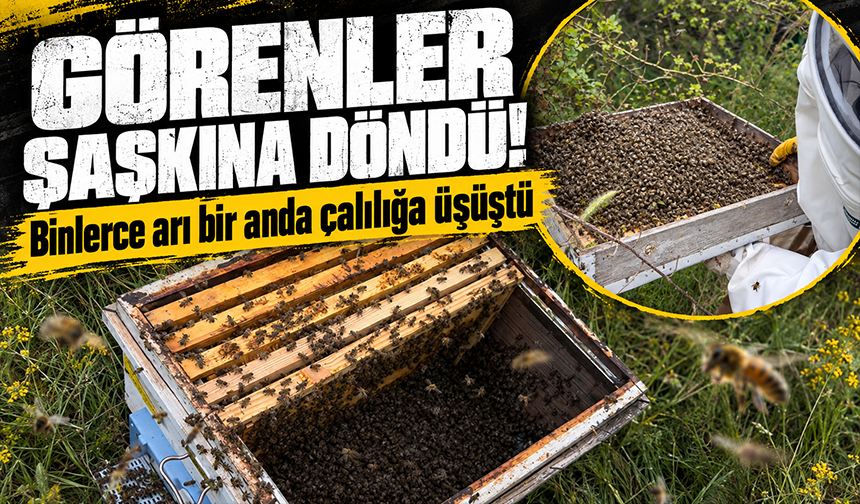 Binlerce arıyı meyve gibi kovan kapağına topladı