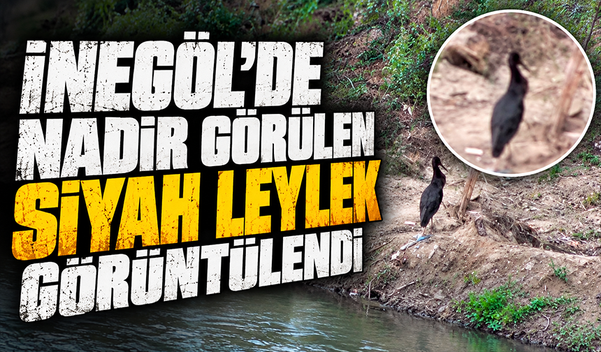 Bursa İnegöl’de Nadir Görülen Siyah Leylek Görüntülendi