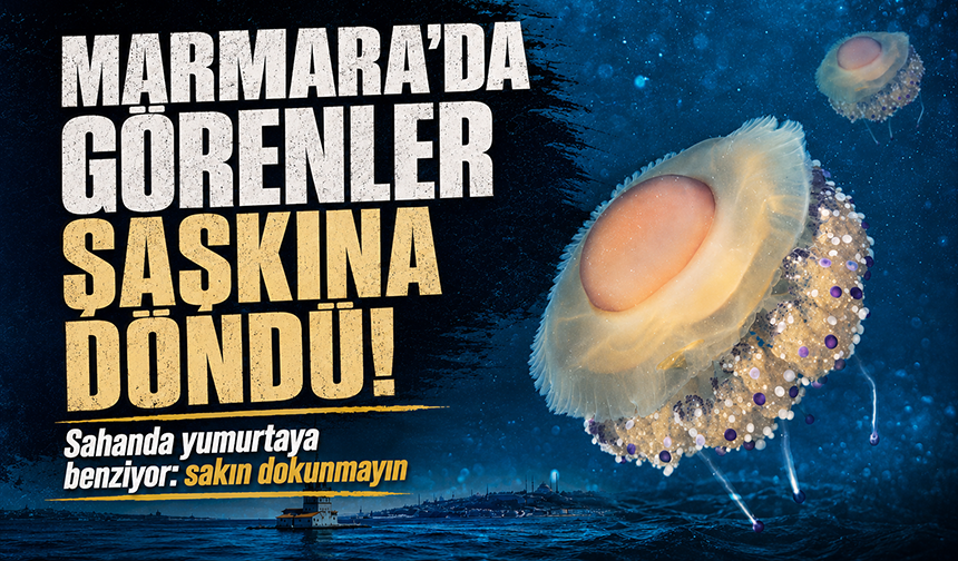 Marmara’da sıra dışı misafir: Sahanda yumurtaya benzeyen denizanası görüntülendi