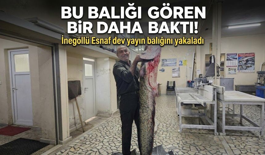 Bu balığı gören bir daha baktı! İnegöllü Esnaf dev yayın balığını yakaladı
