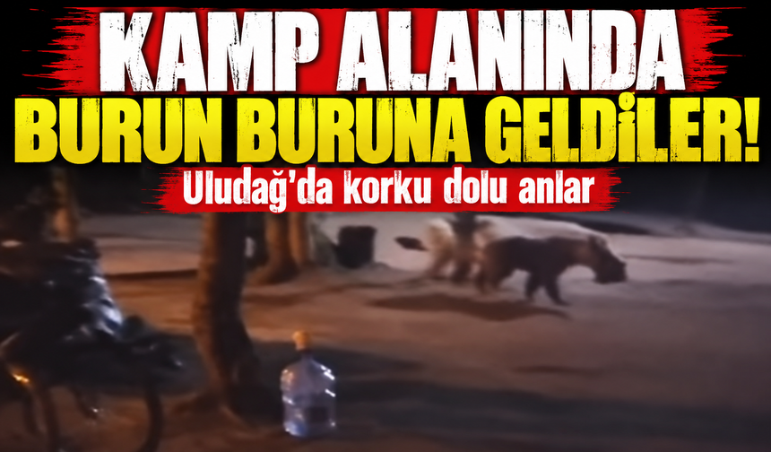 Uludağ'da çadır kuran ailenin yanına aç kalan ayı geldi