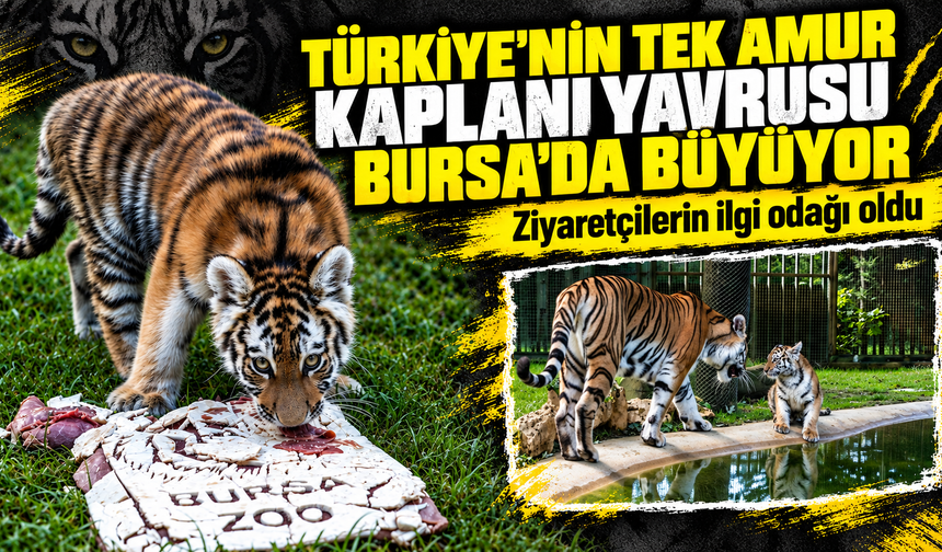 Bursa Hayvanat Bahçesi’nde yavru kaplan heyecanı
