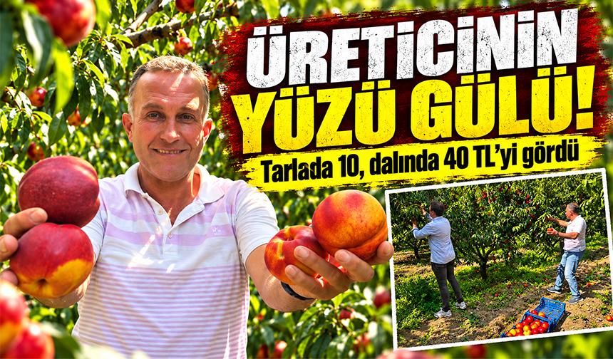 Bursa'da nektarin dalında 40 lirayı gördü, üretici sevindi!