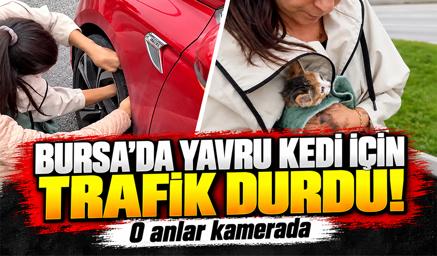 Bursa'da yola atlayan kedi aracın tekerine sığındı, kurtarma anı kamerada