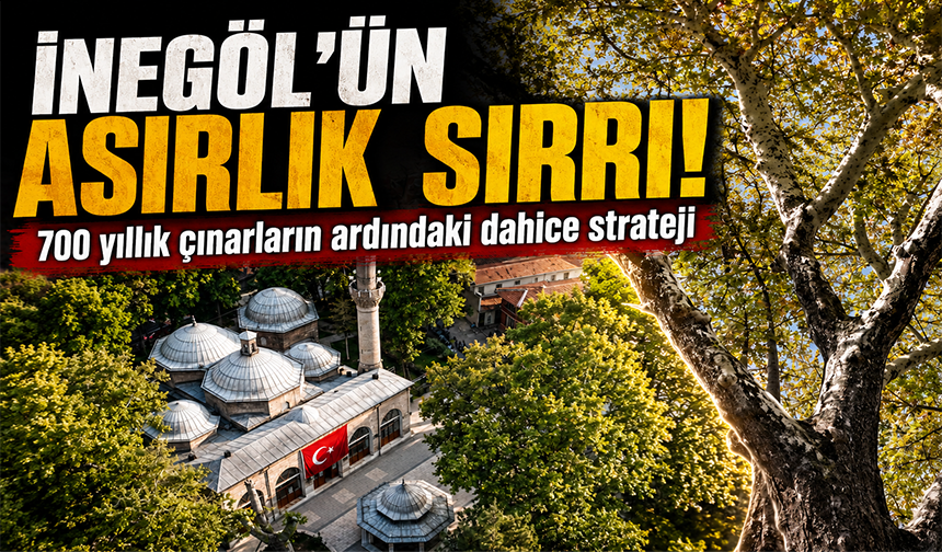 İnegöl'ün asırlık sırrı: 700 yıllık çınarların ardındaki dahice strateji