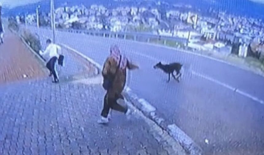Bursa'da köpek d*hşeti kamerada: Çocuk kaçarken bacağını kırdı!