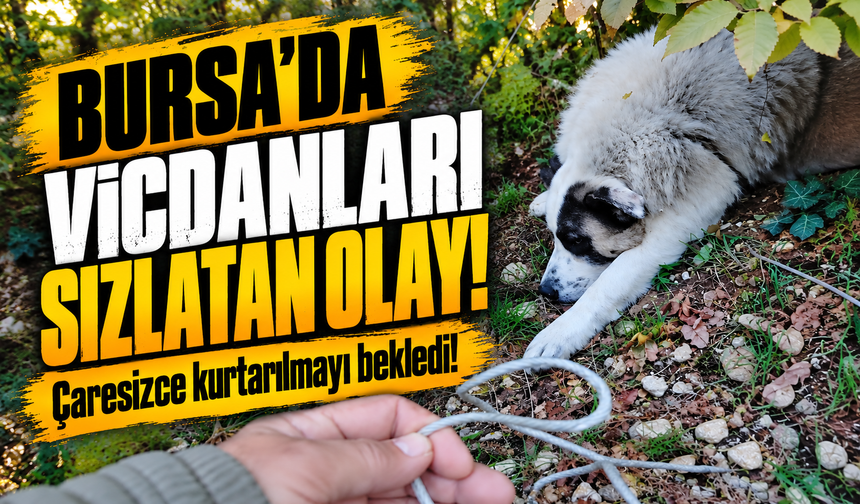 Bursa'da ormanda tuzağa yakalanan köpeği arama kurtarma ekipleri kurtardı