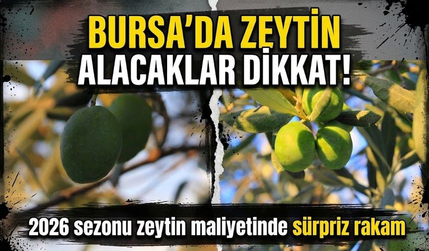 Bursa'da zeytin alacaklar dikkat! 2026 sezonu zeytin maliyetinde sürpriz rakam