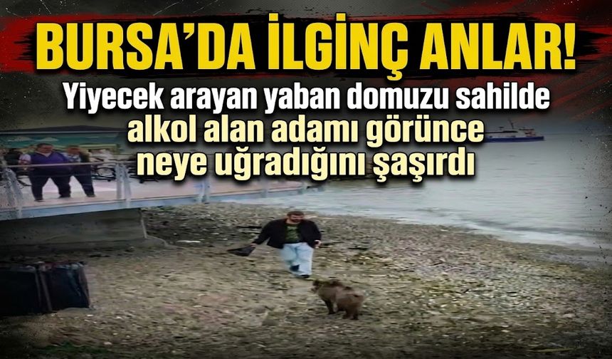 Bursa'da ilginç anlar! Yiyecek arayan yaban domuzu sahilde alkol alan adamı görünce neye uğradığını şaşırdı