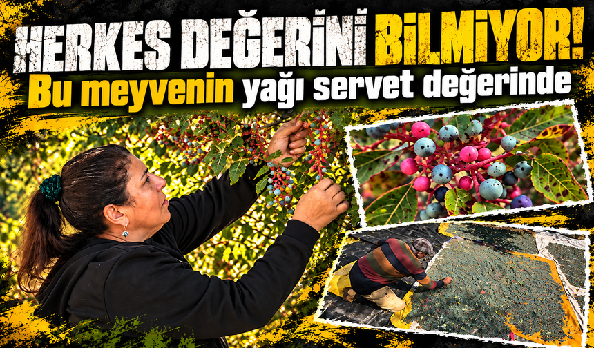 Meyvesi 300, yağı bin 200 liradan satılıyor; posası bile değerlendiriliyor