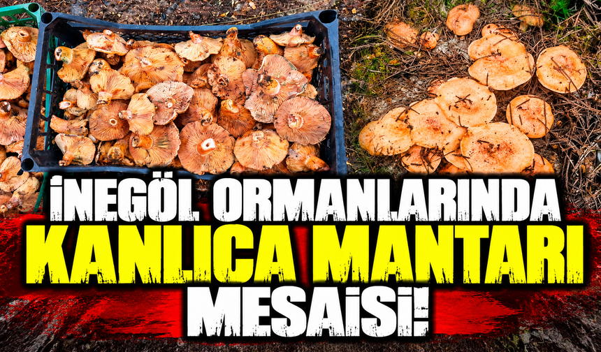 İnegöl ormanlarında kanlıca mantarı mesaisi!