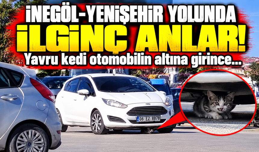 İnegöl-Yenişehir yolunda otomobilin altına yavru kedi girince vatandaşlar seferber oldu