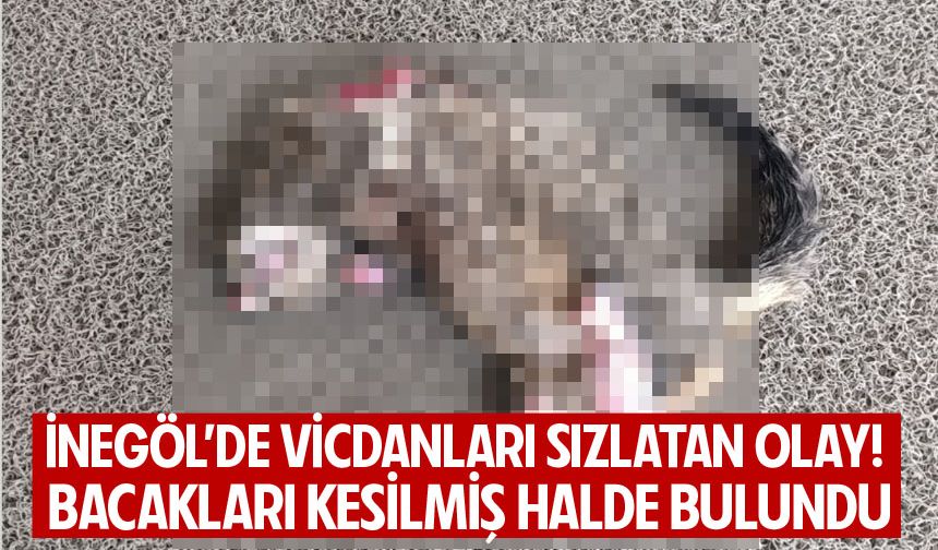 Bursa İnegöl’de Vicdanları Sızlatan Olay! Bacakları Kesilmiş Halde Bulundu