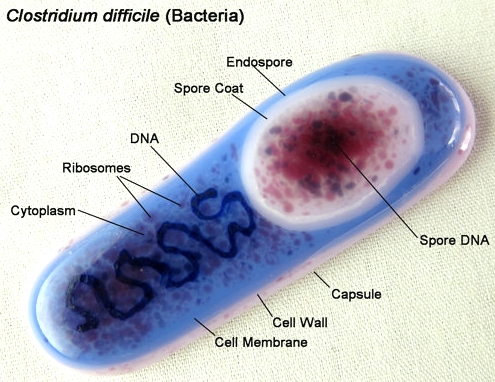Клостридиум диффициле. Бактерии клостридиум. Капсулообразующие клостридии. Clostridia difficile под микроскопом.