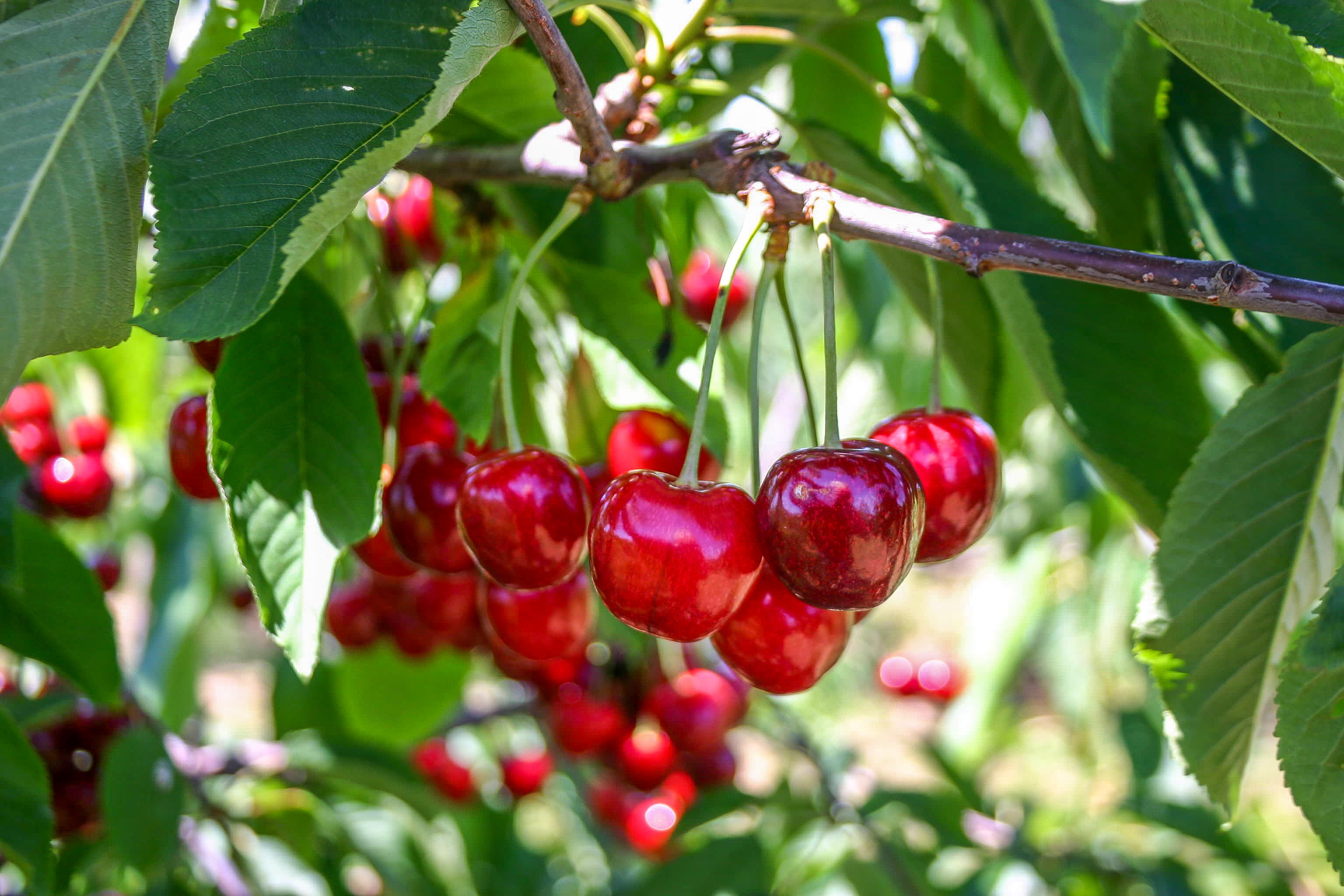 924144 United States Sparta Orchard Michigan Cherry Cherries