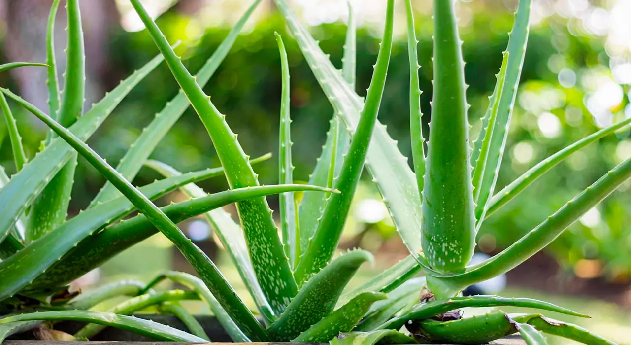 Gece Oksijen Ureten Bitkiler Aloe Vera