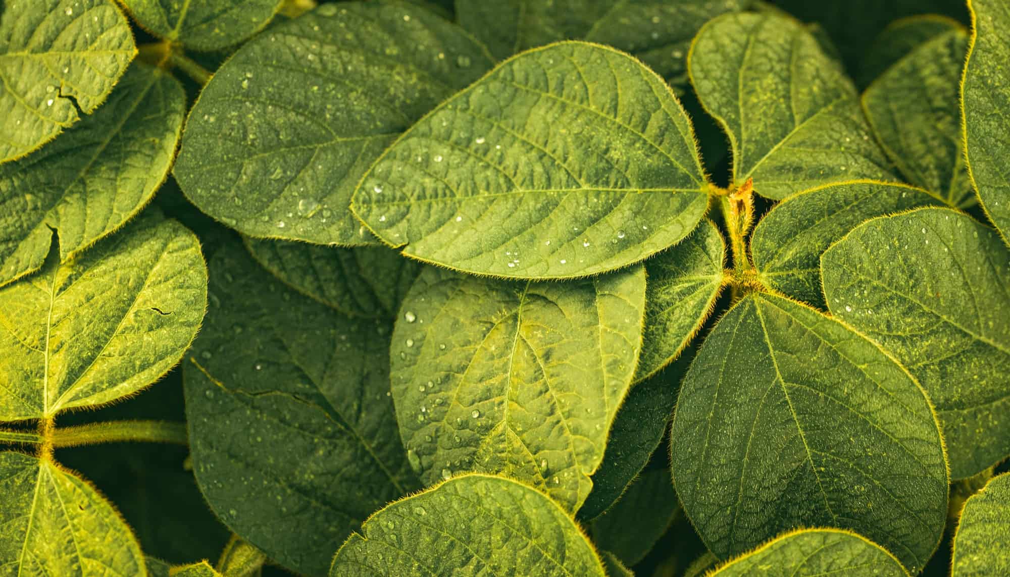 Green Leaves Of Soybean Plant Agricultural Landscape