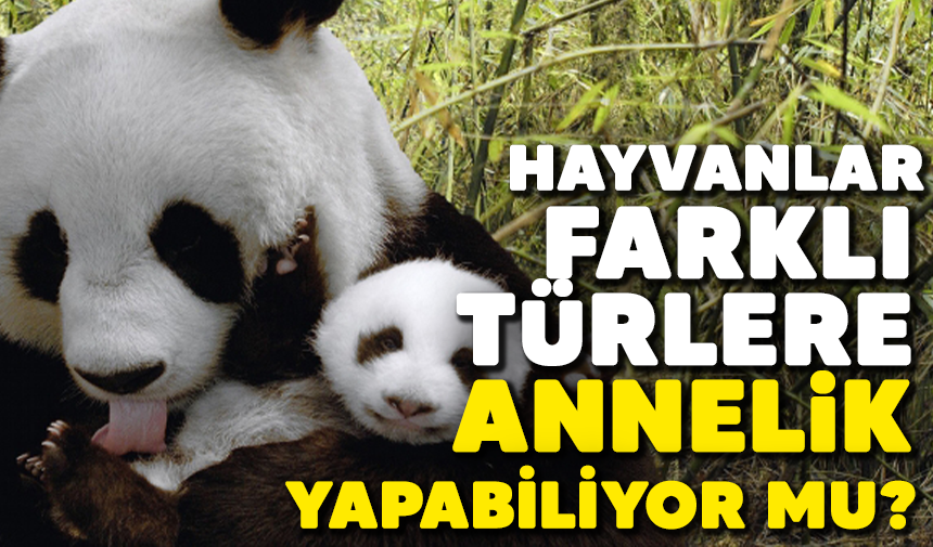 Hayvanlar Farklı Türlere Annelik Yapabiliyor Mu?