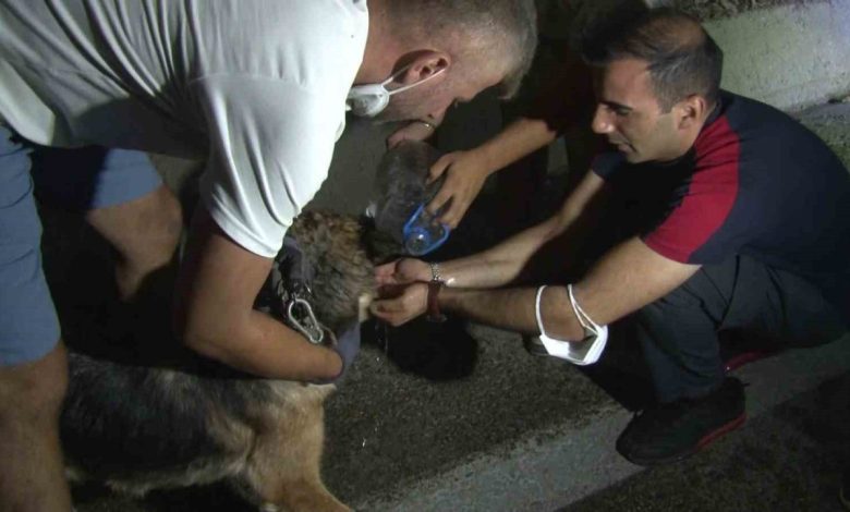 Bursadaki Yangindan Etkilenen Hayvanlar Boyle Kurtarildi 44A20Bd59F6A 780X470