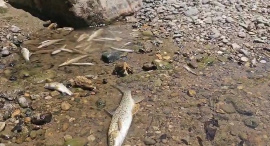 Ekran Görüntüsü 2025 07 08 141020