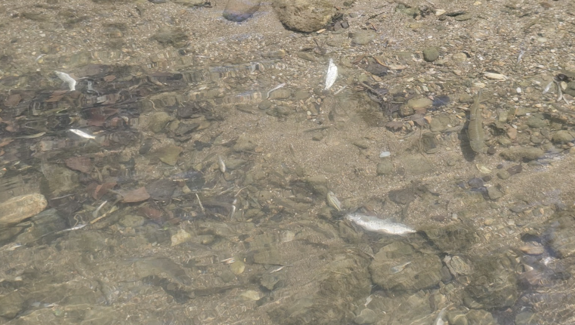 Ekran Görüntüsü 2025 07 08 141027