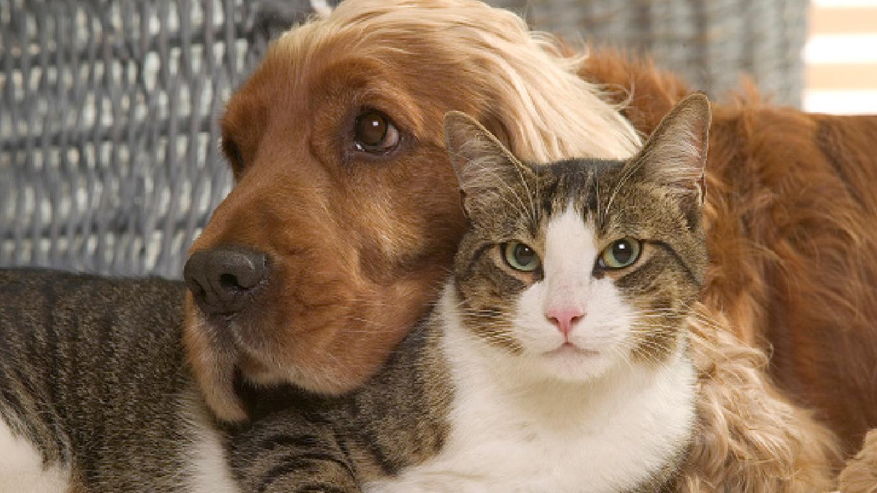 Kedi Kopek Getty 1550461