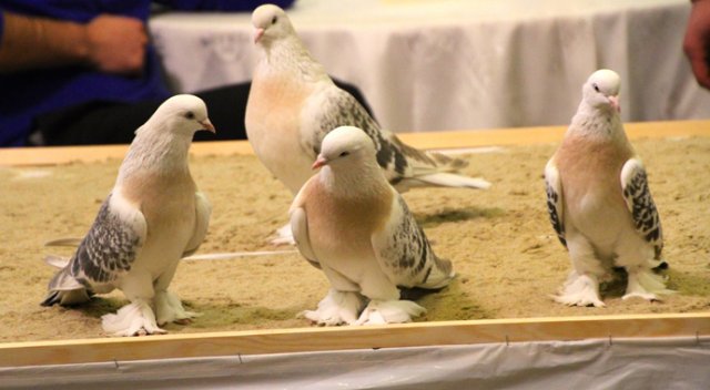 Otomobil Fiyatina Guvercin 1451223109