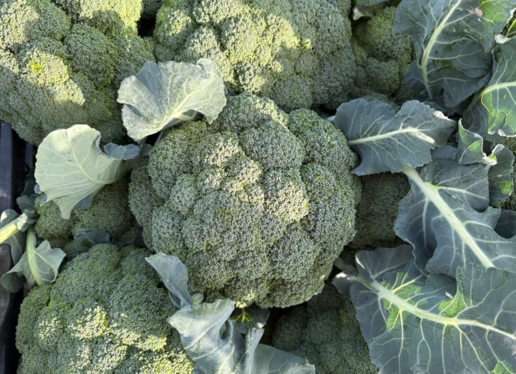 Ekran Görüntüsü 2025 12 14 141954